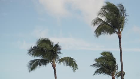 un grupo de palmeras ondea en el viento en hawaii contra un cielo azul con nubes