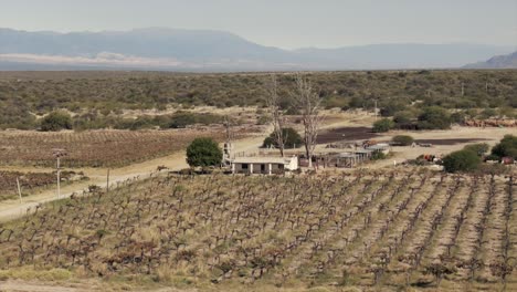 Viñedo-Orgánico-En-Cafayate,-Provincia-De-Salta,-Argentina,-Viticultura