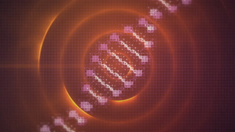 animación de la cadena de adn sobre círculos naranjas
