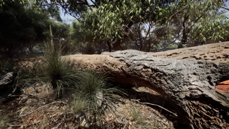 un tronco de árbol caído en un bosque seco australiano