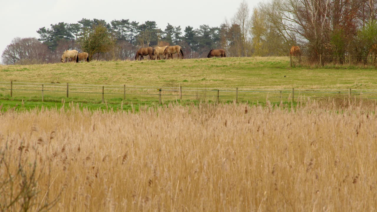 Weitaufnahme aus der Ferne von grasenden Pferden auf einem Feld mit Schilf im Vordergrund in einem Feuchtgebiet-Naturschutzgebiet am Fluss Ant in den Norfolk Broads