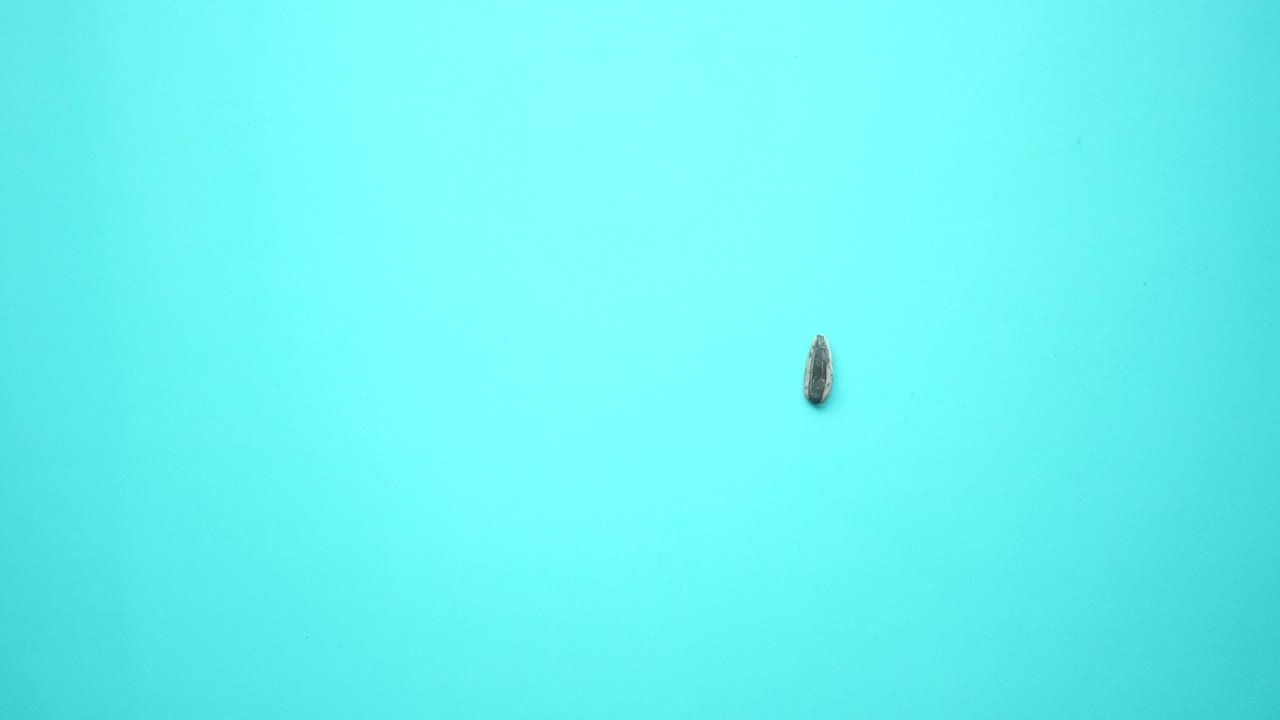 Solrosfrön på en turkos bakgrund