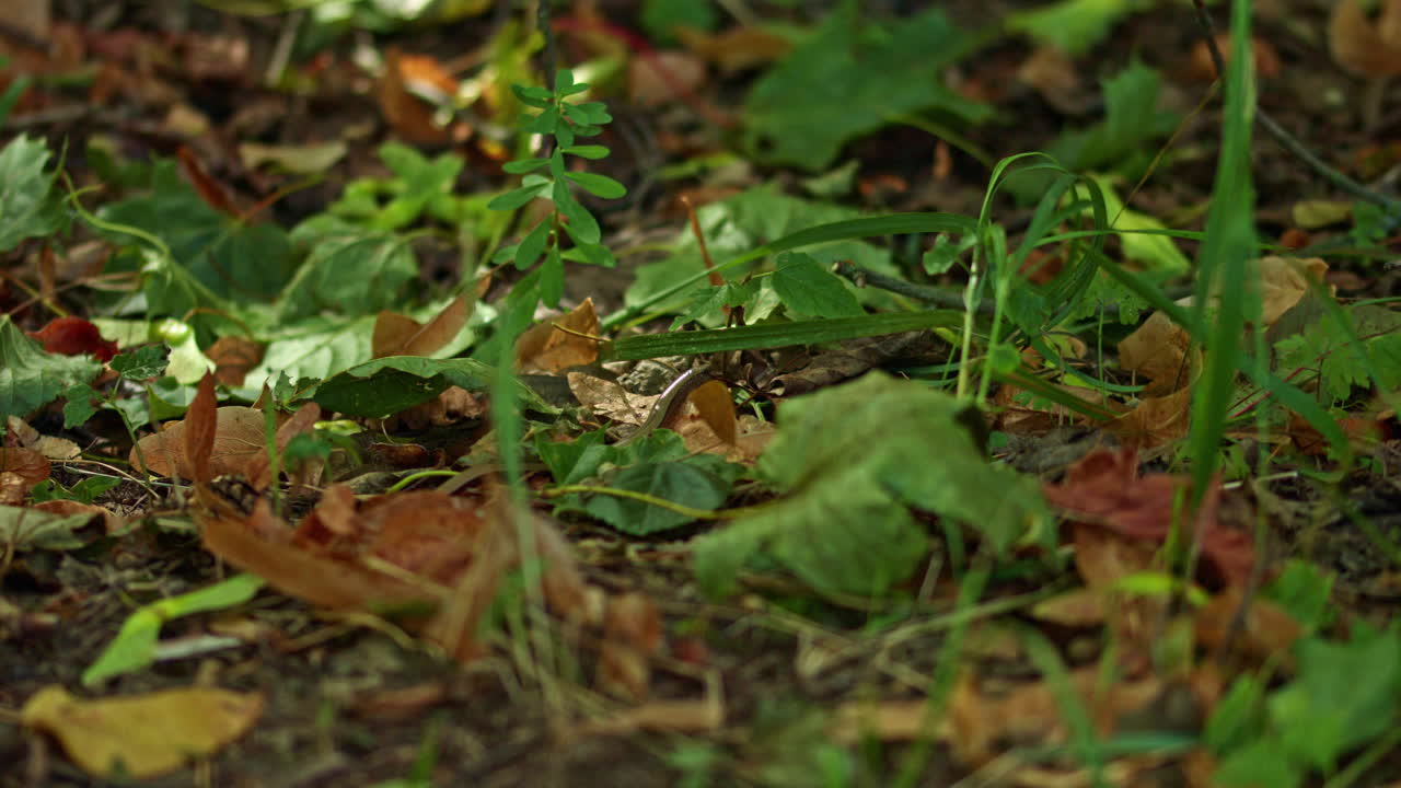 un anguis fragilis juvenil, también conocido como gusano lento, gusano lento, gusano ciego o lagarto de cristal, y a menudo confundido con una serpiente