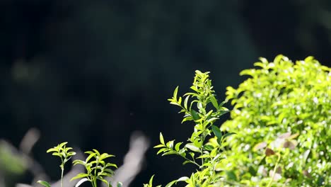hojas y ramas verdes
