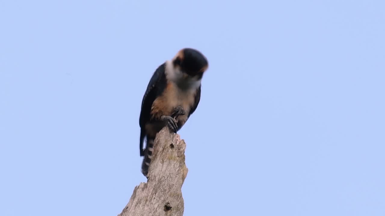el falconet de muslo negro es una de las aves rapaces más pequeñas que se encuentran en los bosques de algunos países de asia