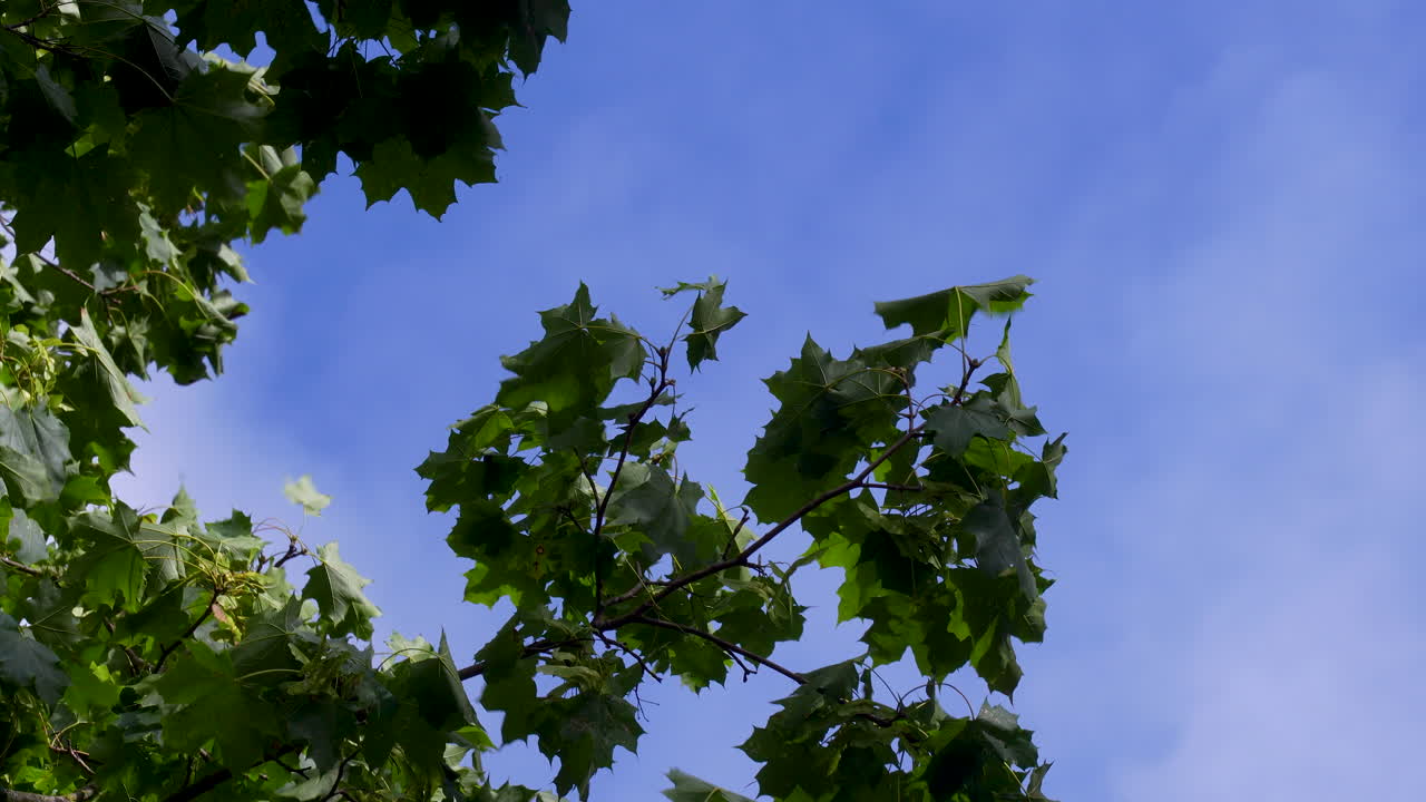 Rigogliose foglie di acero verdi ondeggiano delicatamente sui rami degli alberi con un cielo azzurro sullo sfondo, creando una scena naturale e tranquilla