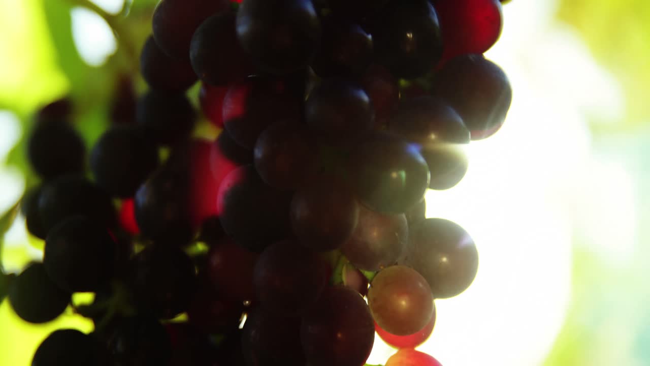 primer plano de las uvas de vino tinto