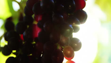 Primer-Plano,-De,-Uvas-De-Vino-Tinto