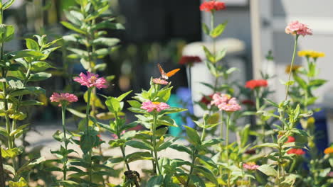 Butterfly lands on a pink flower to feed