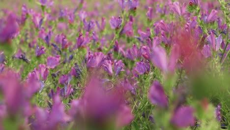 echium plantagineum flower field being scoured by distant bumblebee