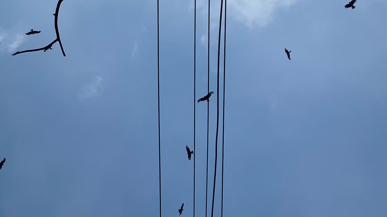 Several birds of prey—likely eagles or hawks—glide upward through a mostly clear sky, their silhouettes framed by vertical electrical wires, camera tilt up shot