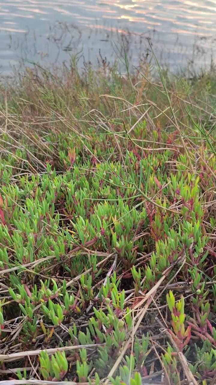 Piante succulente che crescono lungo la riva di un lago calmo
