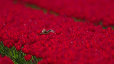 Vibrante-Campo-De-Tulipanes-Rojos-Con-Un-Pájaro-Lavandera-Amarillo-Enfocado