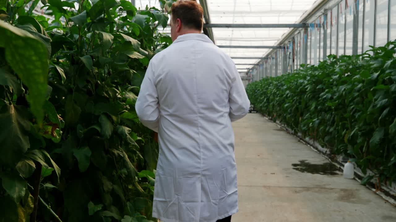 científico con tableta digital examinando plantas en el invernadero 4k