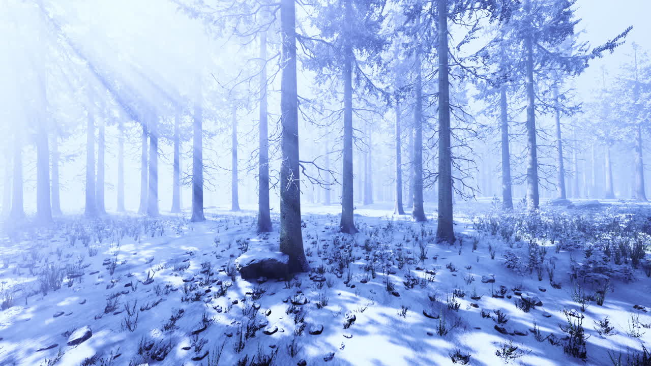 Winter forest bathed in soft light with a magical snowy landscape