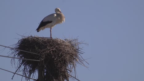 una cigüeña parada en su nido en un poste de línea eléctrica