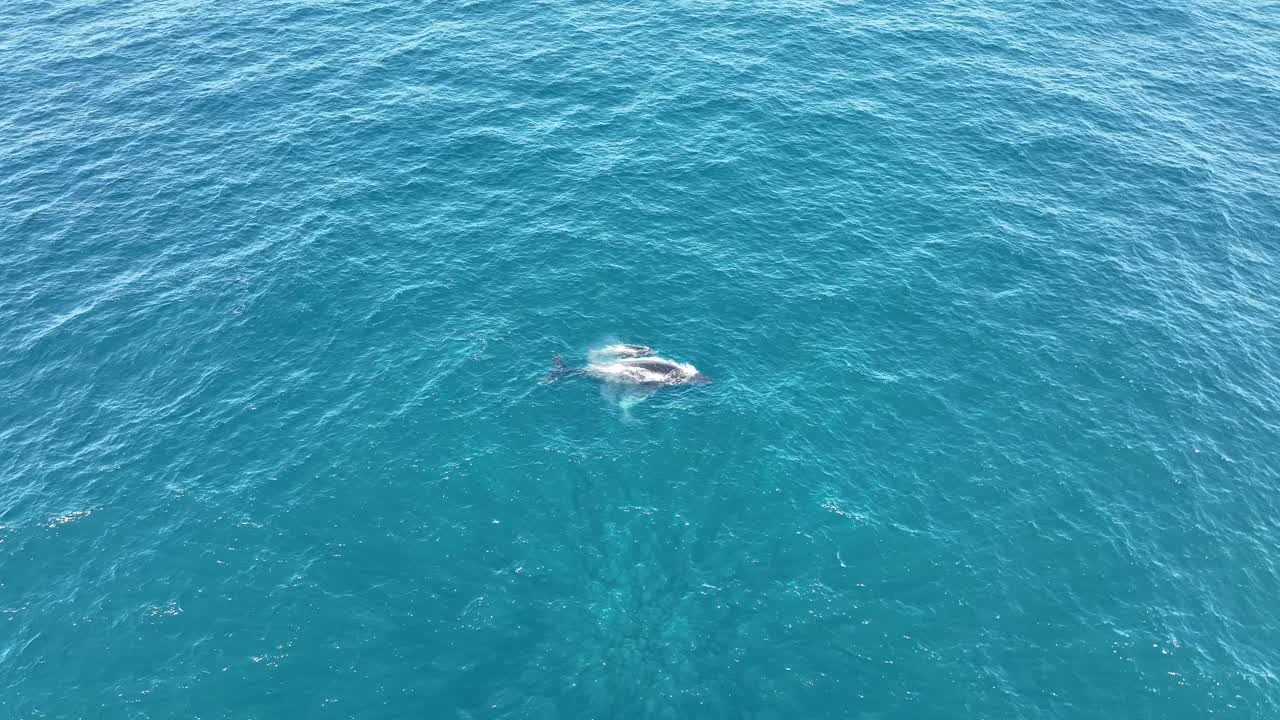 ballenas nadando en la superficie del océano azul en el norte de la isla de stradbroke, 60 fps vista lateral de avión no tripulado de la madre y la cría de ballena 4k qld, australia