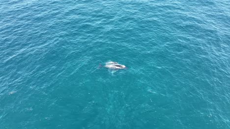 Ballenas-Nadando-En-La-Superficie-Del-Océano-Azul-En-La-Isla-North-Stradbroke,-Vista-Lateral-De-60-Fps-Toma-Aérea-De-Drones-De-Ballena-Madre-Y-Cría-4k-Qld,-Australia