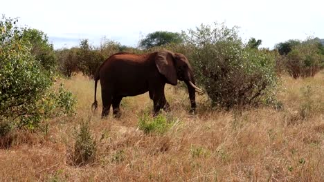 Male-African-Elephant-eating-from-bush,-covered-back-with-dirt-as-sunscreen