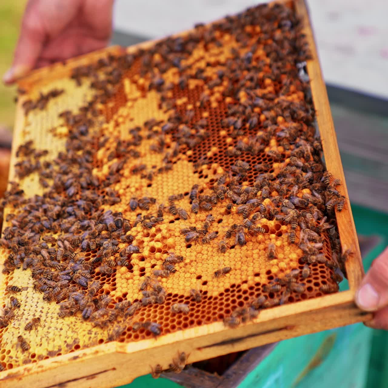 Wooden frames for beekeeping. Beekeeping specialist working with beehives