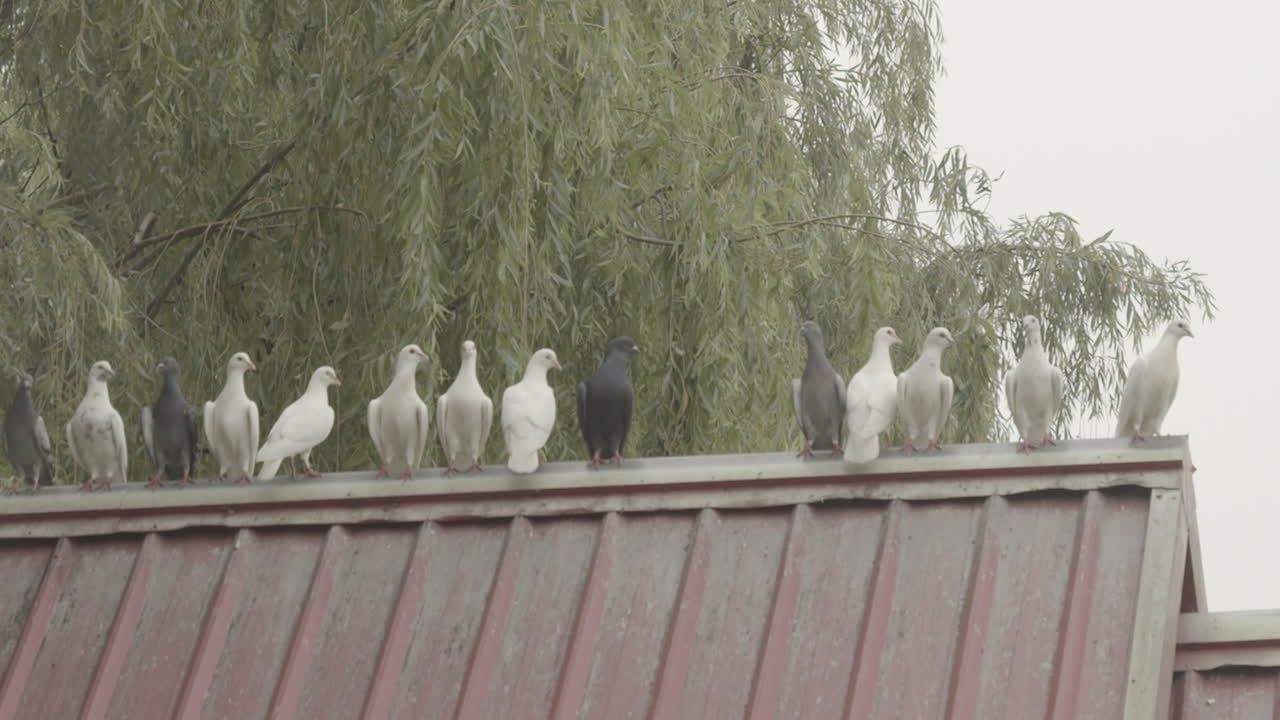 Bunch of black and white colored pigeons sitting on a ridge of a roof. Slowmo wide shot