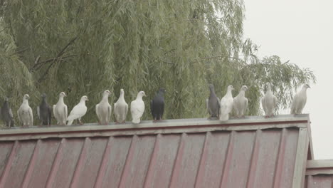bunch of black and white colored pigeons sitting on a ridge of a roof. slowmo wide shot