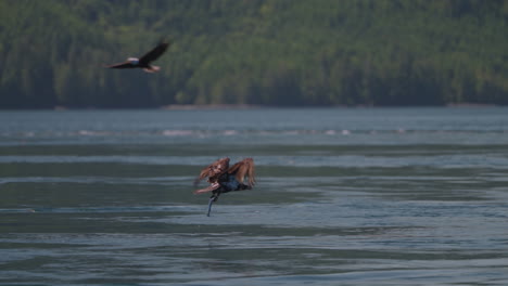 eagle catching fish in the ocean in canada