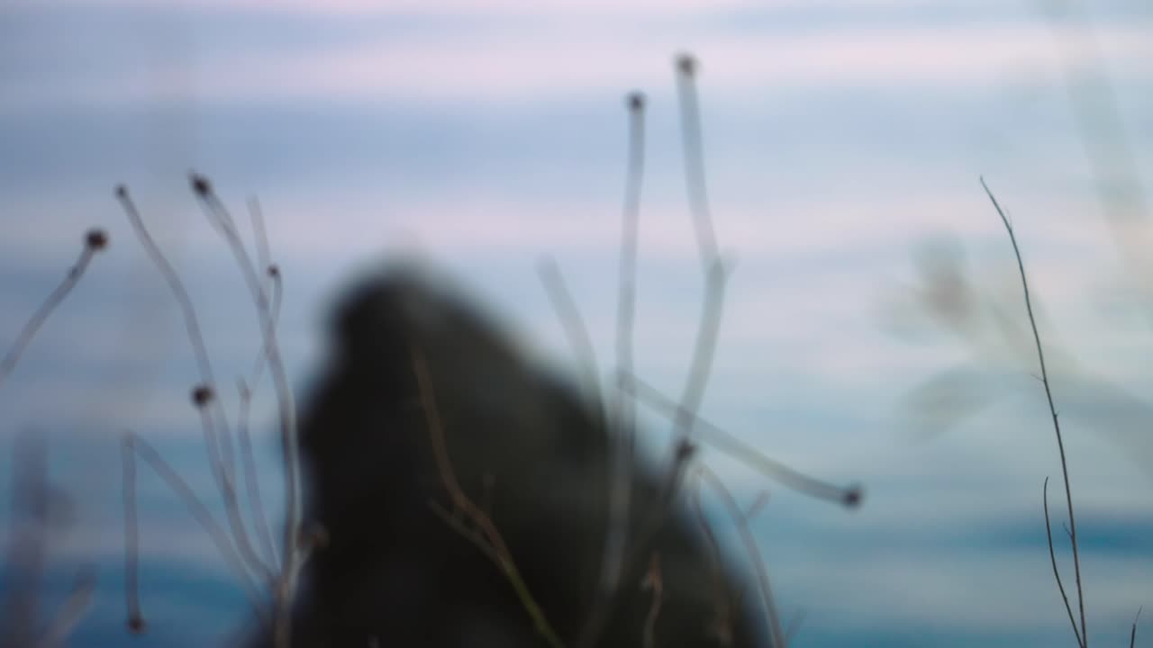 해가 질 때 마른 초목에서 바다의 바위로 초점이 바뀌고 새가 날아간다