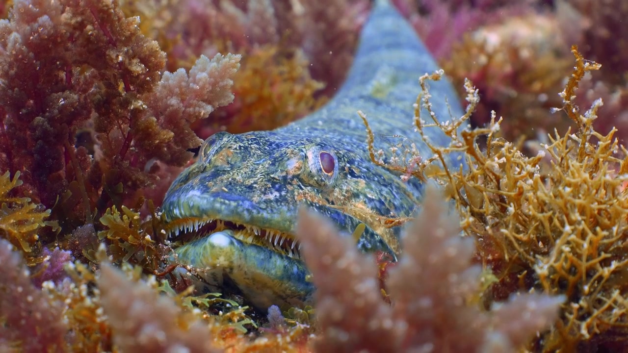 Synodus synodus hviler perfekt camoufleret på en frodig, algebelagt stenet havbund i Atlanterhavet