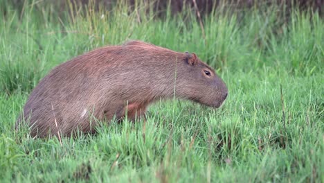 Side Portrait Of Greater Capybara Grazing On Grass On Lush Green Field. wide static shot