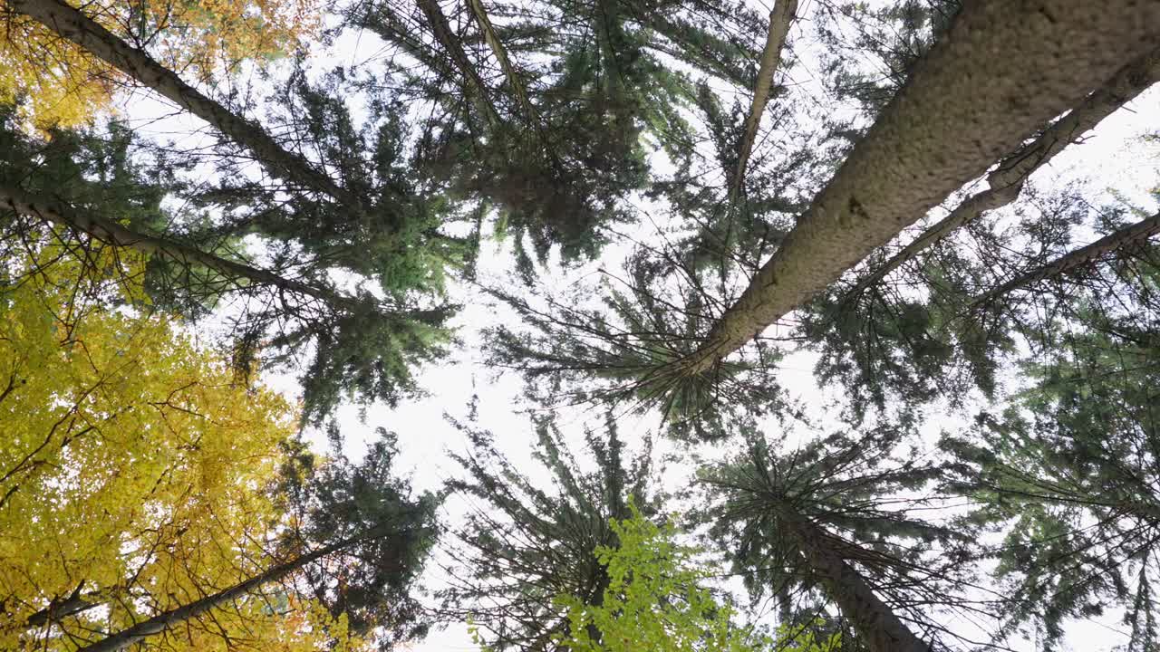 A view of the treetops dancing in the wind on a cold autumn day. Colorful leaves turning orange