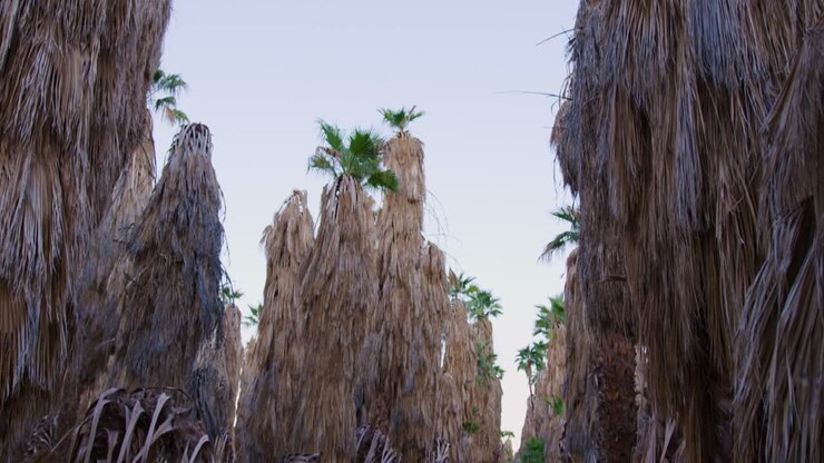 Ripresa in panning verso il basso di palme che crescono in fila con alcuni alberi morti che giacciono a terra