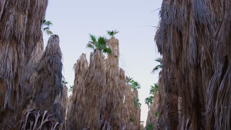 pan down shot of palm trees growing in a row with some dead trees resting on the ground