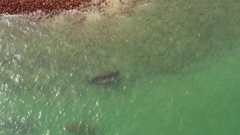 manatee cow and calf swimming along waters edge of bricks