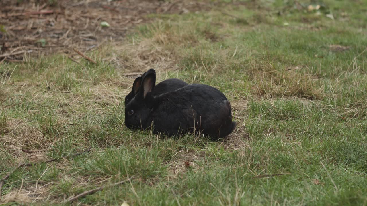 검은 토끼 엄마와 아기가 함께 잔디를 먹고