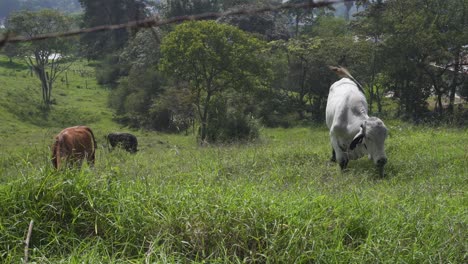 Bulls-and-cows-eat-and-live-on-a-farm