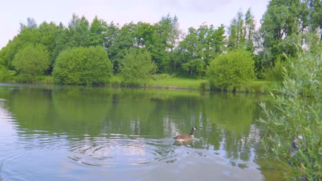 slow motion of calm serene lake with canada goose swimming gently across with different trees lining lake edge. wildlife bird clip.