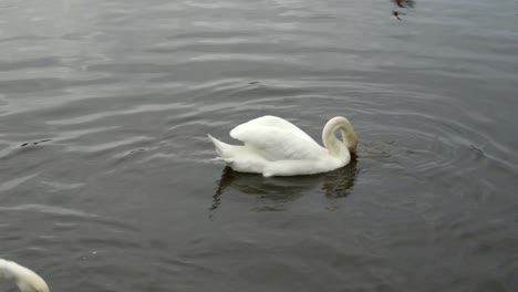 cisnes moviéndose sobre el agua con pájaros volando