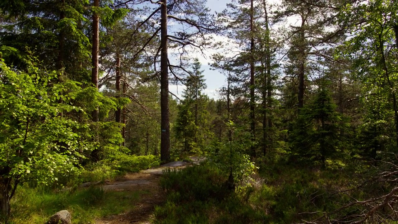 Un piccolo sentiero sterrato si snoda attraverso pini misti e sottobosco verde a Østmarka, con la luce soffusa del pomeriggio che filtra attraverso la chioma degli alberi
