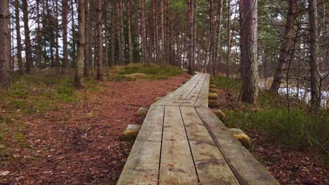 winding wooden pathway of dense forest landscape, dolly forward view