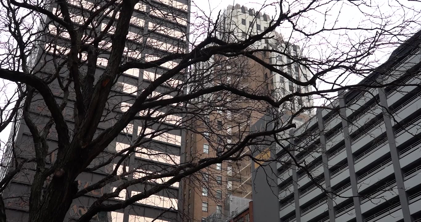 Edifícios de Kansas City, Missouri, atrás de galhos de árvores.