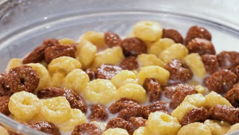 breakfast chocolate corn cereal in a bowl with milk.