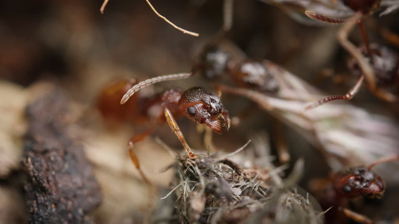 European fire ant interaction captured on forest floor macro view