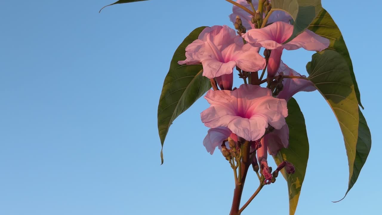 Ipomoea carnea, is a species of morning glory that grows as a bush. This flowering plant has heart-shaped leaves that are a rich green