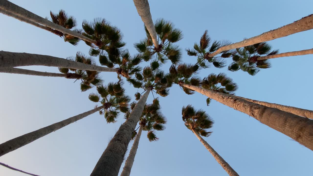 바람이 나뭇잎에 롤링과 함께 washingtonia filifera 야자수