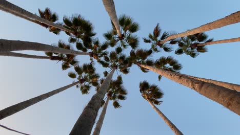 washingtonia filifera palm trees with wind rolling on the leaves