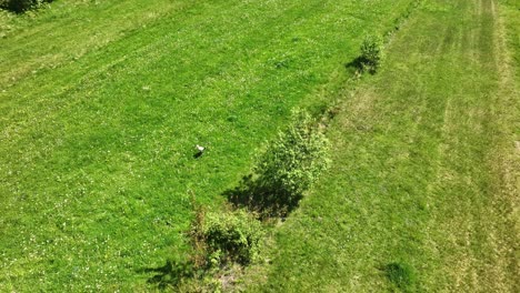 White-stork-single-bird-walking-and-hunting-in-grass-on-meadow-or-pasture