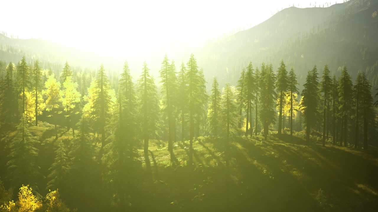 Sunlight filters through trees in a lush forest during early morning hours