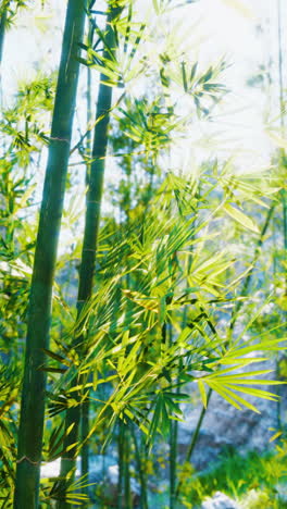 bamboo forest in sunlight