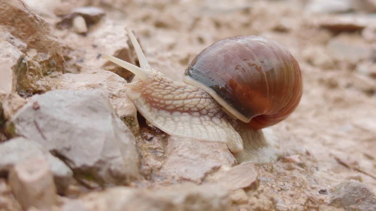 Closeup Of A Snail Creeping On The Ground With Stones.